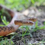 Защо се страхуваме от змии?