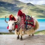 Разходка из Тибет: живописни гледки от „покрива на света“