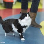 Първата “бионик” котка в България