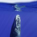 Редки снимки показват как точно спят кашалотите