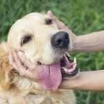 11 неща, които правим, а кучетата мразят