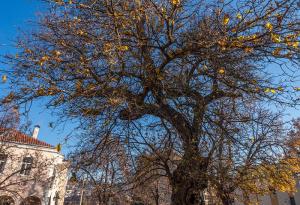 Старата черница във Велики Преслав с двойна победа в конкурса „Дърво с корен 2020”