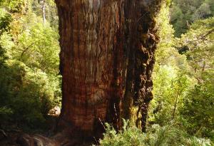 Чилийският „Прадядо“ – новият претендент за титлата най-старо дърво на Земята