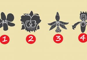 Орхидеята, която изберете, ще ви донесе съвета, от който се нуждаете в настоящия момент