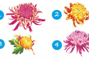 Хризантемата, която избереш, ще ти подскаже как да постъпиш на този етап от живота си