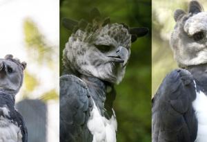 Тази птица е толкова голяма, че някои хора си мислят, че е човек в костюм