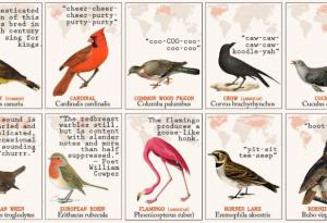50 птици и звуците, които издават