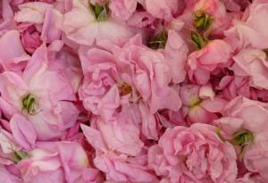 Ще окажат ли влияние климатичните промени върху розопроизводството у нас?