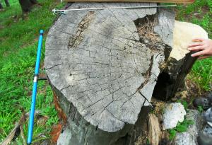 Скрити уроци за климата в годишните пръстени на вековните дървета