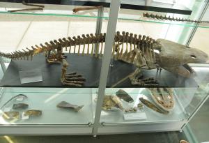 Откриха в древно земноводно следи от най-разпространения рак на костите при човека