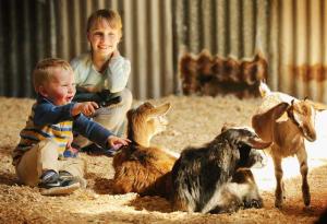 Учените: Животът във ферма укрепва организма