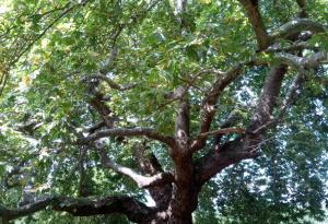 Обявиха пет вековни дървета за защитени