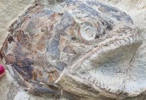 Тази праисторическа вкаменелост на риба сякаш ще изскочи от скалата