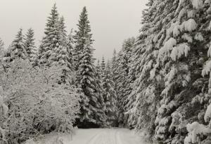 Коледа в Рила