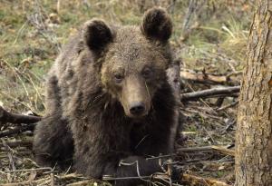 На Мечкинден WWF разказва историята на спасеното мече Митко