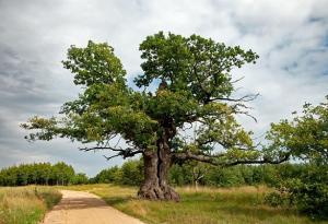 Полският дъб Дунин стана Европейско дърво на годината 2022
