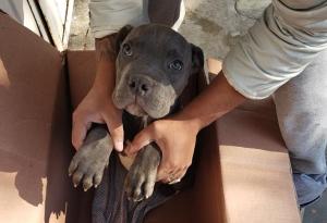 12-годишно дете остави кучето си в приют, за да го спаси от ритниците на баща си