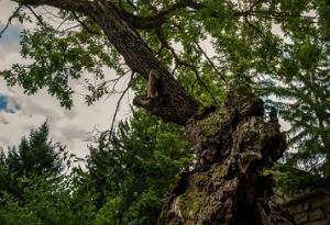 500-годишен дъб от Ново село спечели титлата „Дърво с корен 2019” 