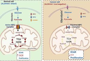 Един често срещан ензим играе изненадваща роля в предотвратяването на рака