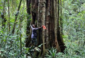 Учени идентифицираха нов вид дърво, открито в тропическите гори на Танзания