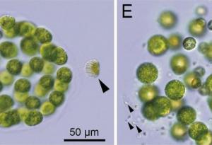 Учени откриха първото известно на науката водорасло с три отделни пола