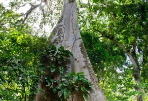Учени достигнаха до най-голямото дърво в Амазонската джунгла