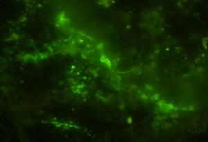 Откриха скала на възраст 2 милиарда години, в която има микроби - и те са все още живи