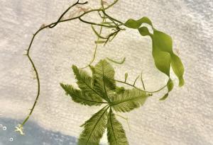 Гигантските водорасли, съставени само от една клетка, могат да определят времето