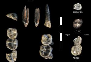Учени откриха нови вкаменелости – и нов вид древен предшественик на човека