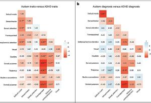 Аутизмът и СДВХ се проявяват с различни невронни връзки, сочи ново проучване