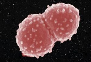 Тази бактерия оцеля цяла година извън Международната космическа станция