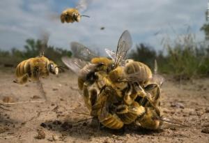 Една жужаща пчелна топка спечели голямата награда в конкурса „Фотограф на годината на дивата природа“