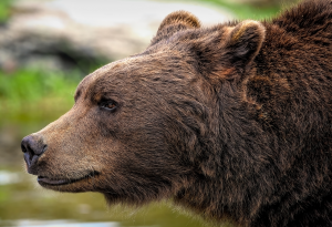 Мечките и климатът: битката за адаптация