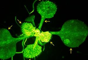 Учени заснеха как растение "разговаря" със свой съсед и кадрите са невероятни