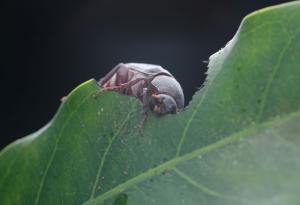 Денонощието е 48 часа за вид бръмбари