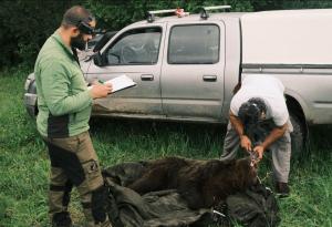 WWF улови и премести мечката, забелязана в Габрово