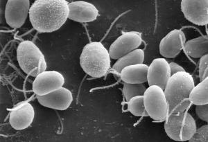 Ето как водораслите произвеждат хормон, който използват за комуникация