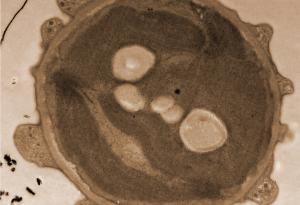 Кафето влиза в лабораторията: еспресото като безопасна алтернатива в електронната микроскопия