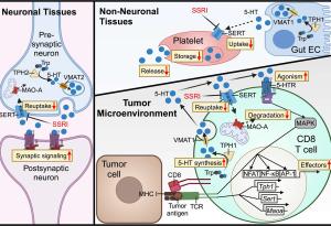 Често срещани антидепресанти могат да помогнат на имунната система да се пребори с рака