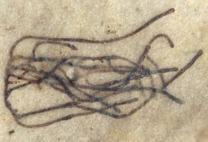 Откриха вкаменелости на едно от най-древните растения на планетата