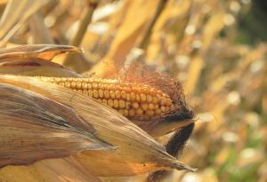 Как ще се променят условията за отглеждане на царевица у нас?