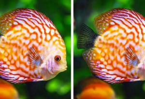 ТЕСТ: Проверете колко наблюдателни сте всъщност