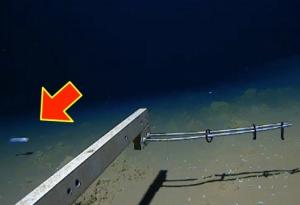 Учени заснеха риба на рекордна дълбочина край японското крайбрежие