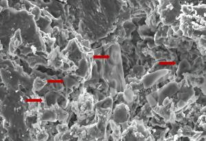 Вкаменелости на динозаври разкриват нови възможности за лечение на рак