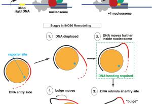 Формата и твърдостта на ДНК регулират ключови елементи на генната експресия