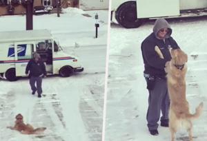 Това куче чака всеки ден на двора, за да получи прегръдка от пощальона