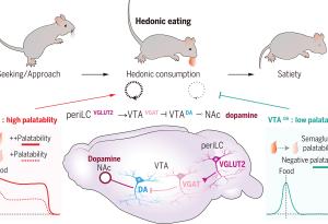 Допаминовите неврони, които стимулират преяждането, могат да намалят ефективността на лекарствата срещу затлъстяване