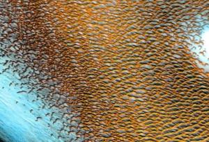 Невероятна снимка на NASA показва магичното „море от дюни“ на Марс