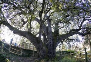 Дървото на вещиците в Испания зае първо място в европейския конкурс за любими дървета