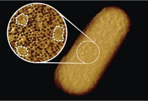 Това вероятно е най-детайлната снимка на бактерия отблизо